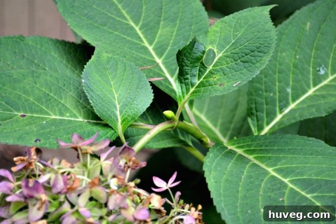 new hydrangea bud emerging in the late season, promising further blooms