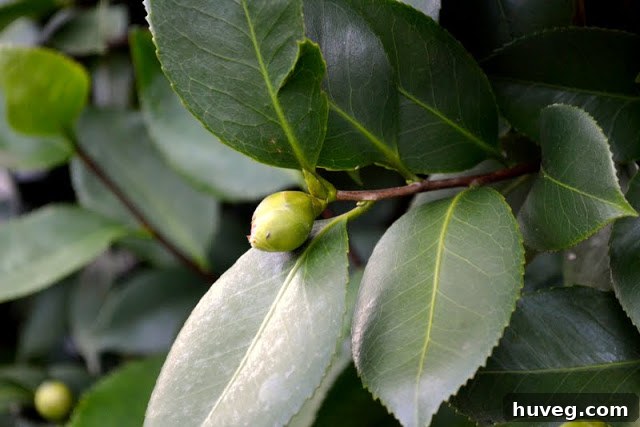 Close-up of camellia flower buds, showing promise of future blooms