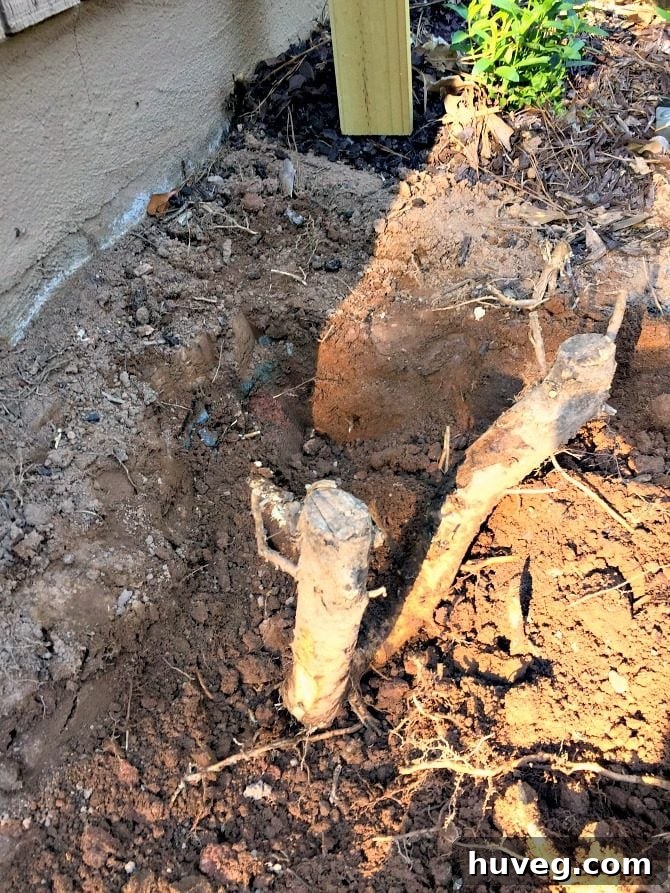 Intense digging required to remove stubborn tree roots from the designated area for the concrete slab