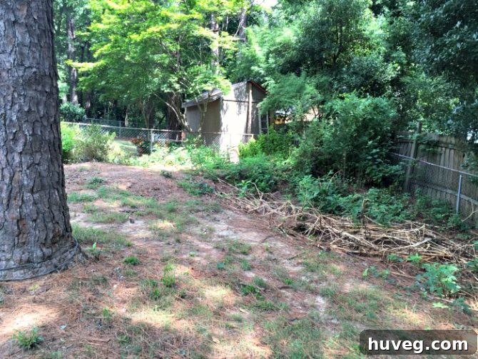 backyard sinkhole view from tree