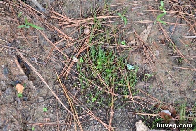 new grass growing in the backyard