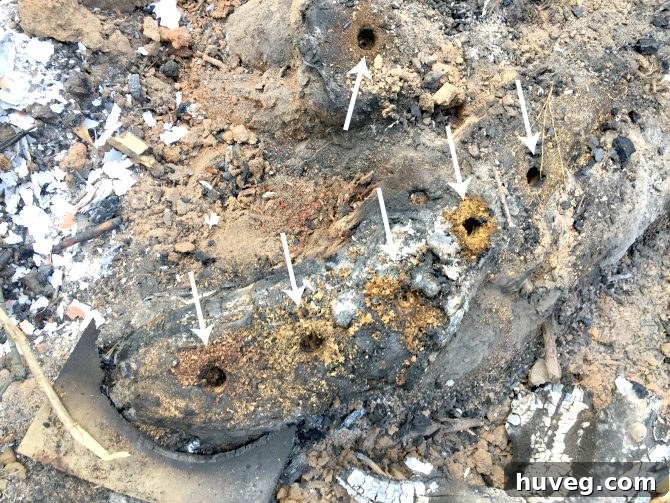 bore-holes-into-stump-roots