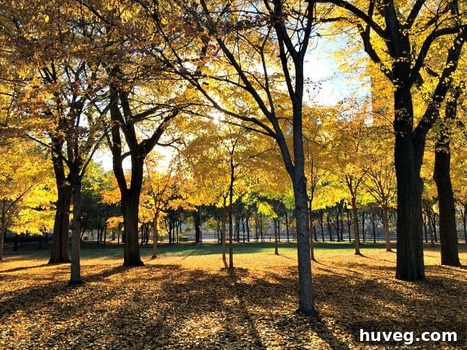 Autumn splendor in Chicago