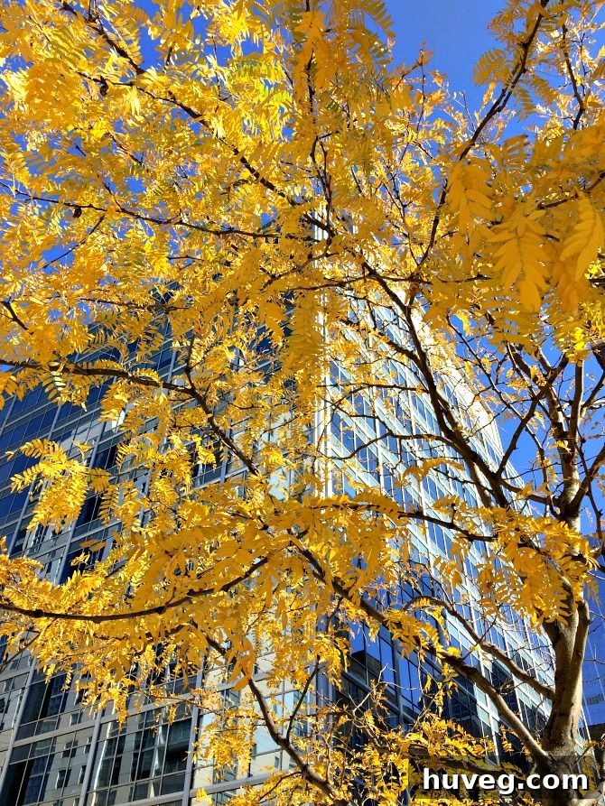 Vibrant fall leaves in Chicago park