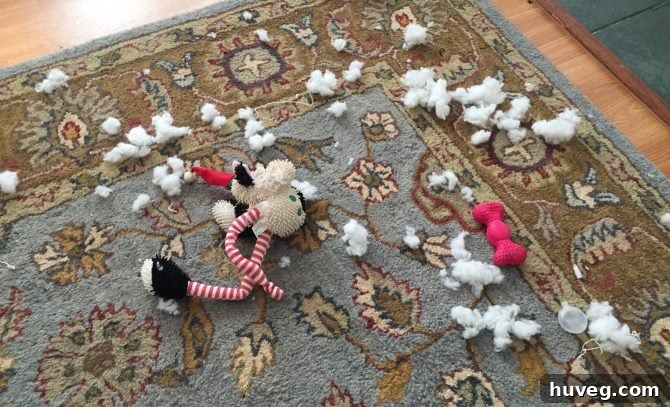 Charlie, a spirited dog with expressive eyes, proudly displaying the remnants of a thoroughly destroyed stuffed toy, surrounded by scattered fluff and fabric. This candid image captures her mischievous holiday tradition at her grandparents' house, a testament to her playful rivalry with Buddy and her unique way of engaging with her environment during family gatherings.