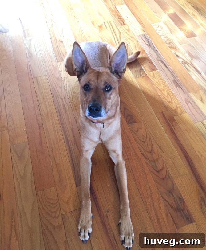 A sweet, expressive dog named Charlie sits patiently and gazes longingly towards the bustling kitchen from the safety of the hallway, her body language clearly showing her steadfast refusal to enter the room despite her obvious desire for a taste of the Thanksgiving feast. Her posture conveys both yearning and an unyielding personal boundary.