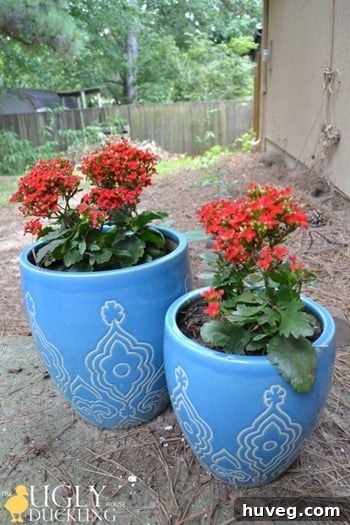 Vibrant red Kalanchoe plants in pots, adding a festive touch to the front yard