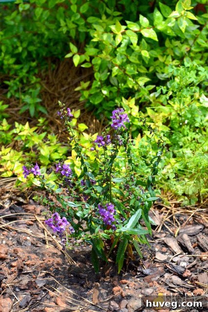 Close-up of the beautiful purple garden flowers complementing the front yard landscape