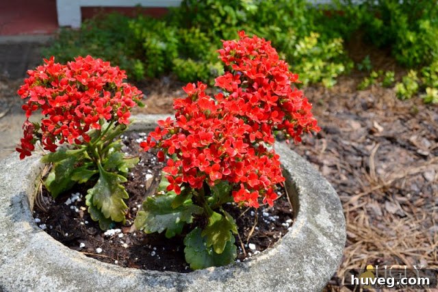 Close-up of small red potted Kalanchoe flowers thriving in the front garden