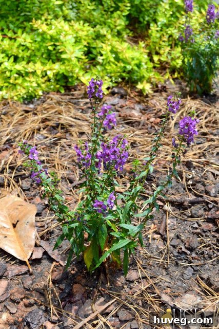 Vibrant purple garden flowers blooming in the front yard