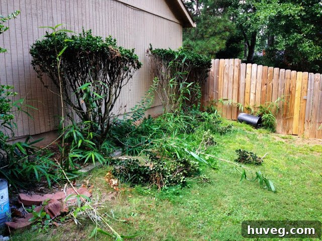 Clearing overgrown bushes from a side yard, showing initial progress