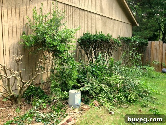 Mid-project view of side yard landscaping with trimmed bushes