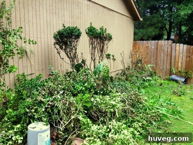 Further progress on side yard clearing, revealing more space