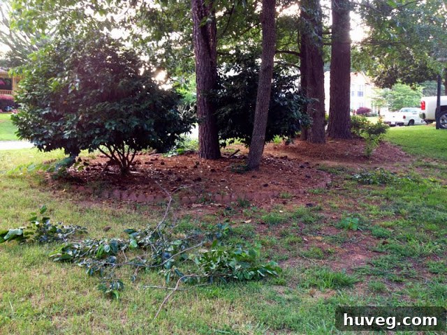 The front yard after initial pruning, showing improved tidiness.