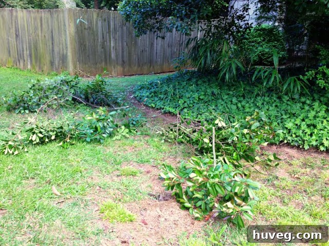 Backyard area showing overgrown bamboo and pruned branches.