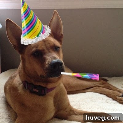 Charlie, the birthday dog, wearing a festive hat