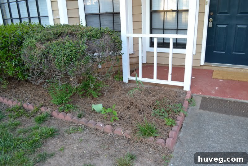 An empty garden spot where mums used to be, likely dug up by a dog