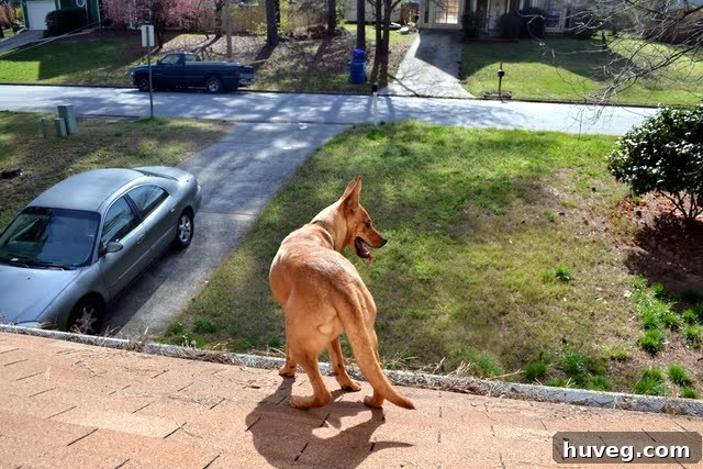 Dog Charlie cautiously peeking over the roof edge