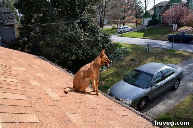 Charlie, the adventurous dog, on the rooftop again