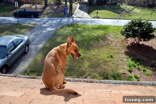 Charlie the dog, confidently sitting on the roof