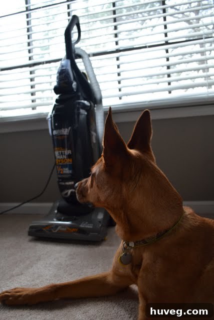 Cat Looking at New Eureka Vacuum