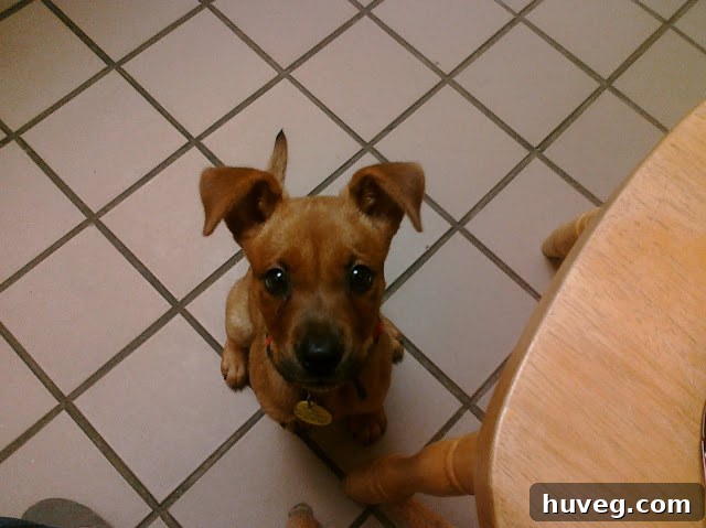 A small dog looking up with an inquisitive expression.