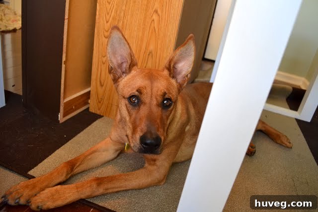 Charlie the dog observing the navy blue painting project