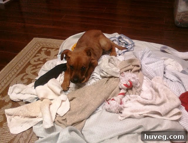 Charlie as a puppy, curled up on a pile of laundry, demonstrating an early pet habit.