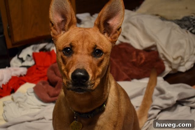 Adult Charlie lying comfortably on a pile of laundry, continuing a cherished dog habit.