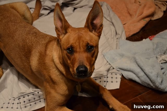 Close-up of adult Charlie sleeping soundly on laundry, a common and endearing pet behavior.