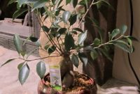 Funny Friday: Giggles on the Grow