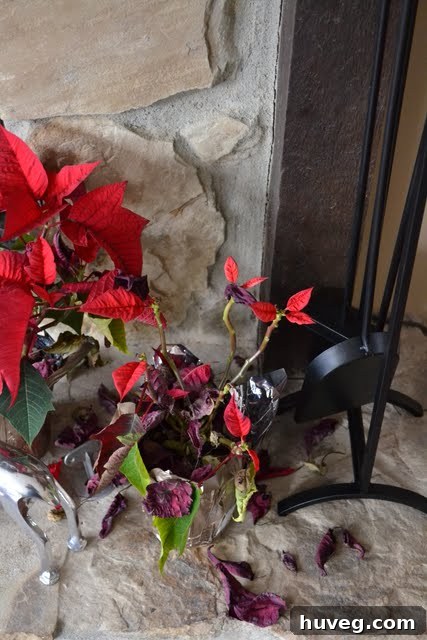 A wilting poinsettia plant showing signs of decay after the holiday season, sitting on a wooden surface