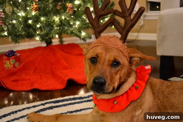Charlie Bug's first Christmas card featuring a cute pose