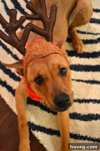 Close-up of Charlie Bug's adorable face