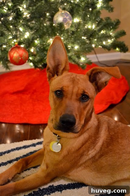 Charlie Bug looking inquisitive during the photoshoot