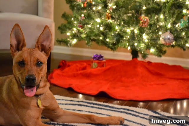 Charlie Bug posing elegantly for her Christmas card