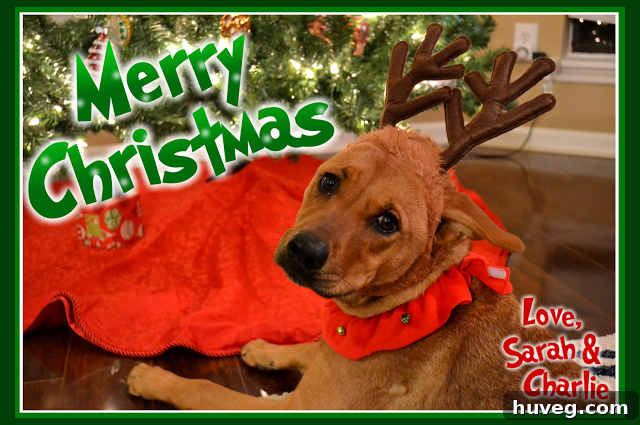 Charlie Bug channeling her inner Grinchy Max for the Christmas card