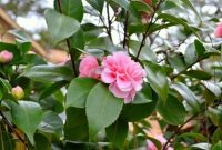 Unfolding Brilliance
