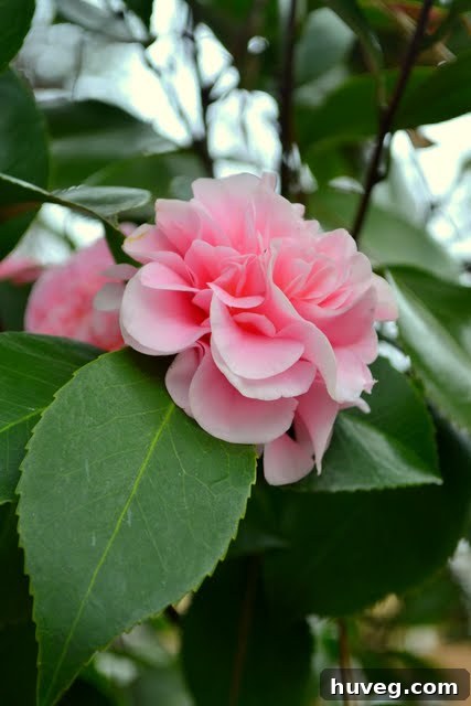 Close-up of a camellia tree in its post-pruning phase, before blooming.