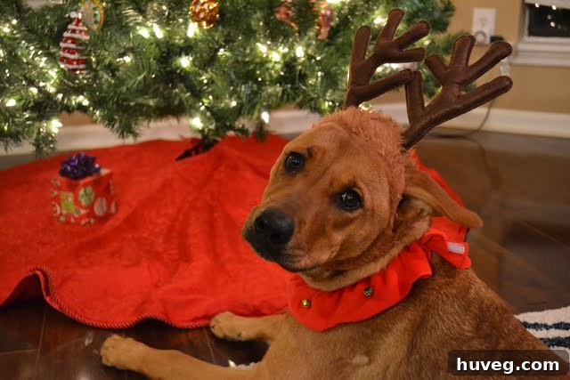 A dog, Charlie, reluctantly posing for a Christmas card photo in a festive costume.