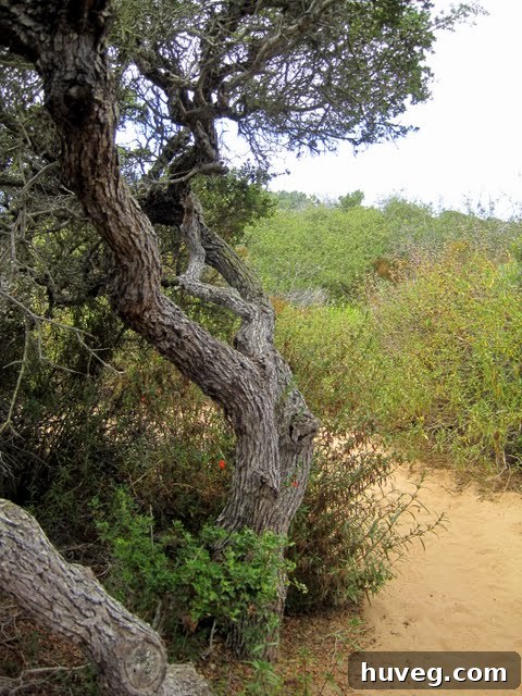 Misty morning view of the hiking trail leading towards the stunning Torrey Pines State Beach