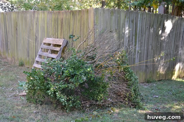 An empty garden bed where bushes once stood, revealing a clean wall for painting.