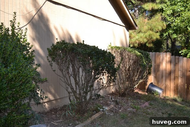 A newly cleared wall after bush removal, highlighting the potential for clean lines and future landscaping.