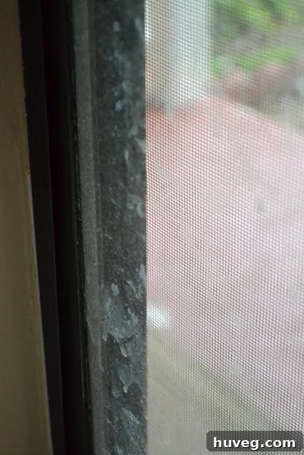 Dog nose prints on a glass window