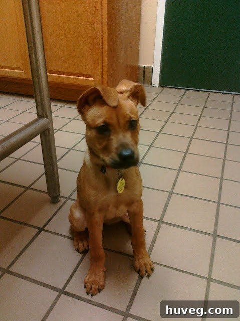 A slightly older puppy with one ear adorably flopped down, looking cute and curious, highlighting her unique physical development.