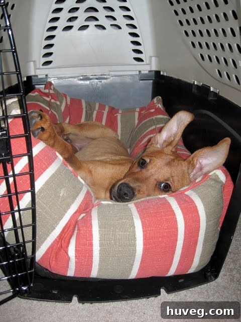 A growing puppy sleeping peacefully and comfortably in a new, larger crate bed, showcasing her current development stage.