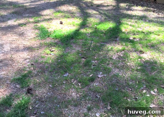 Lush green grass growing in a yard