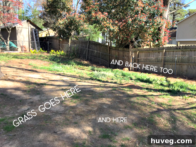 Before image of patchy spring grass in a backyard