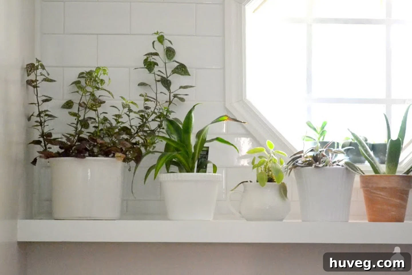 plants on laundry room shelf