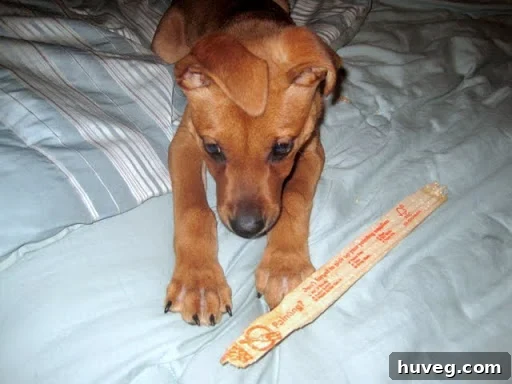 A playful puppy named Charlie chewing on a paint stick